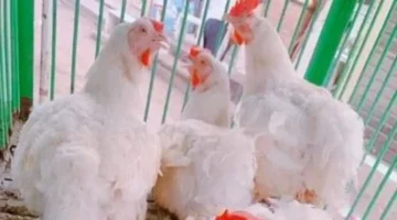 سعر كيلو الفراخ في القليوبية يستقر عند 61 جنيها الأحد 14 ديسمبر 2025 1